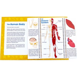 Anatomy Flipseducational Learning Set | STEM Toys Kids Multi