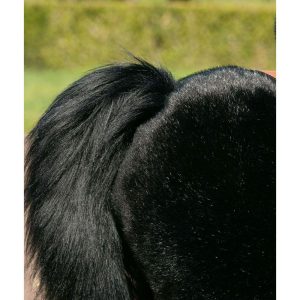 Black Horse With White Hoof, Large | Ride-Ons Outdoor Black