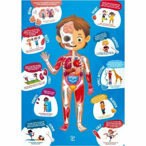 Human Body Jigsaw Puzzle, 60 Oversized Pieces | Puzzles Imaginative Learning Multi