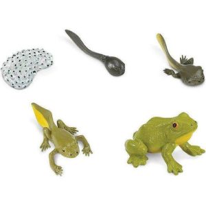 Safari Life Cycle Of A Frog | Toy Figures & Playsets Imaginative Learning Toy Figures & Playsets