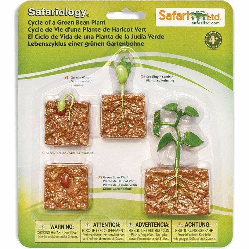 Safari Life Cycle Of A Green Bean Plant | Toy Figures & Playsets Imaginative Learning Toy Figures & Playsets