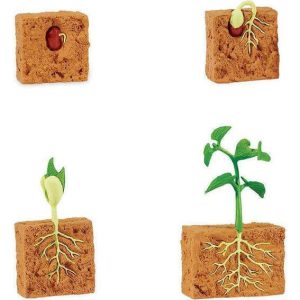 Safari Life Cycle Of A Green Bean Plant | Toy Figures & Playsets Imaginative Learning Toy Figures & Playsets