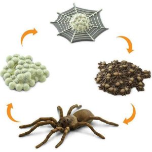 Safari Life Cycle Of A Spider | Toy Figures & Playsets Imaginative Learning Toy Figures & Playsets